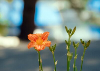 orange lily in front of covered boat slips